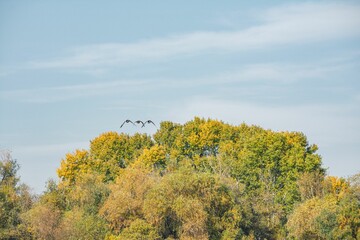 Fototapeta premium Birds soaring over autumn trees under a blue sky.