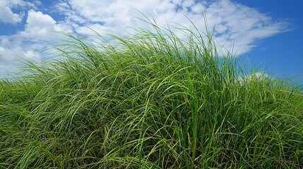 Fototapeta premium Lush Green Grass Under Bright Blue Sky