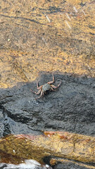 crab