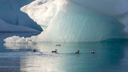Birds swimming around an iceberg