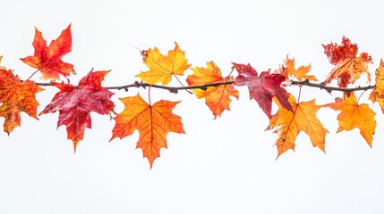 Fototapeta premium Autumn maple leaves in vibrant shades of red, orange, and yellow, captured against a pure white backdrop.