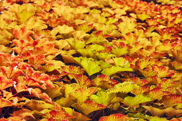 Autumn carpet.Red orange yellow leaves,calm on a warm day