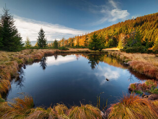 pond in autumn