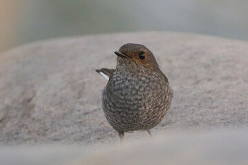 Plumbeous Water Redstart (Rhyacornis fuliginosa), female on a rock near the River Kosi, Uttarakhand, India.