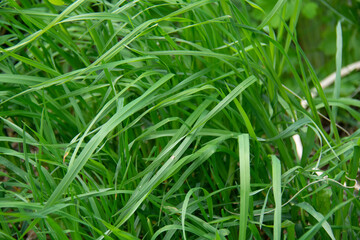 Green grass in the garden in spring
