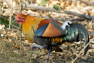 Red Junglefowl (Gallus gallus), male, very close at the Jim Corbett National Park, Uttarakhand, India.