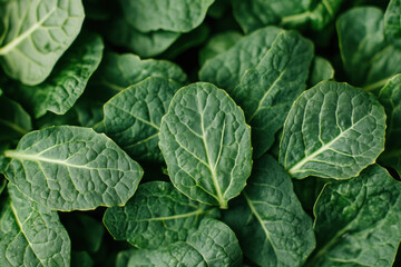 Fototapeta premium Fresh green kale leaves with deep textures and vibrant colors create lush, healthy backdrop. intricate patterns on leaves add visual interest and sense of vitality