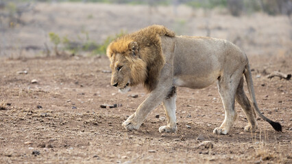 a male lion on the move