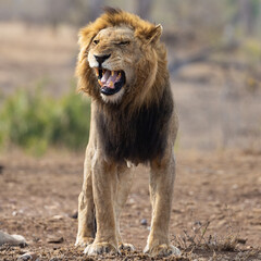 a male lion showing a flehmen grimace