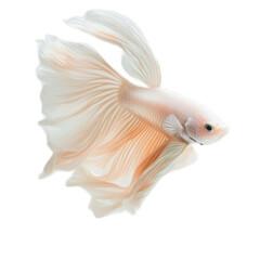 Fototapeta premium Graceful Betta Fish in Soft Pink Tones
