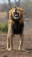 a male lion showing a flehmen grimace