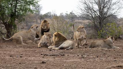a lion pride fighting between a lion and a lioness