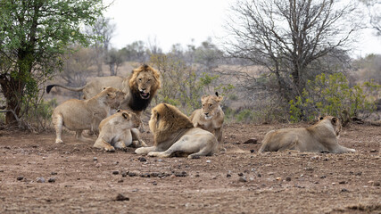 a lion pride fighting between a lion and a lioness