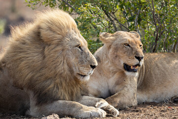 a pair of mating lions together