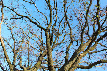 tree branches against blue sky