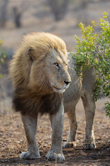 a mature male lion portrait 