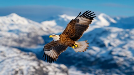 Majestic Eagle Soaring Over Snowy Mountains Winter Wildlife