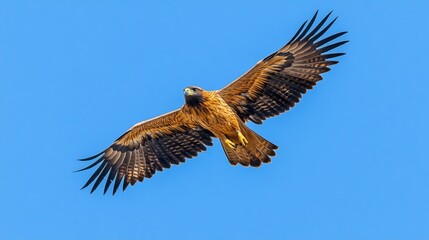 Obraz premium Majestic Wedge tailed Eagle Soaring in Clear Blue Sky