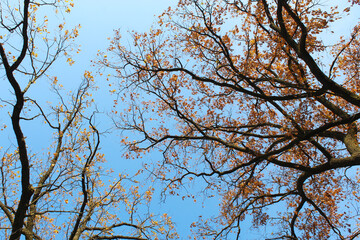 tree branches against blue sky