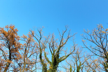 big oak trees in autumn and a bright sky, branches against the sky