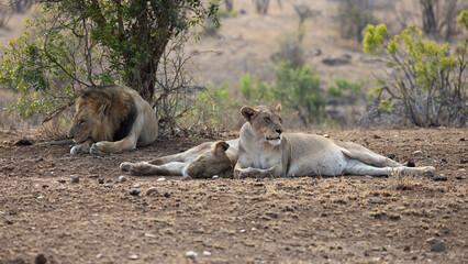 a lazy lion pride in Kruger