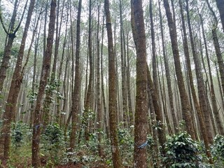 Fototapeta premium Trees in the Green Forest