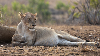a big lioness with a full belly