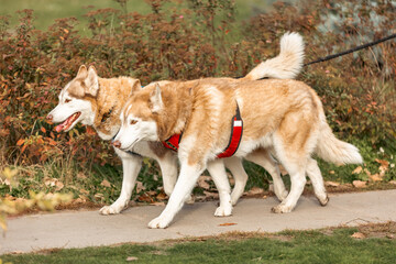 Blind woman and her guide dogs on a pleasant walk through a public park area