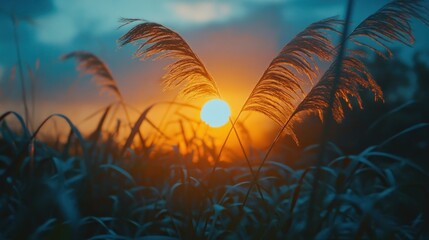 Tall grass swaying in the wind as the sun sets behind it.