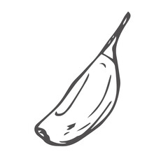 Garlic doodle sketch set in vector. Garlic clove