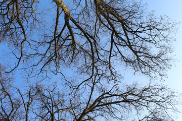 tree branches against blue sky