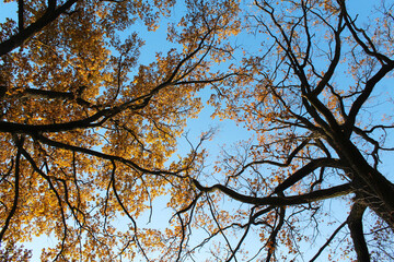 oak trees with autumn leaves and branches against the background of a blue sky,  flora and nature