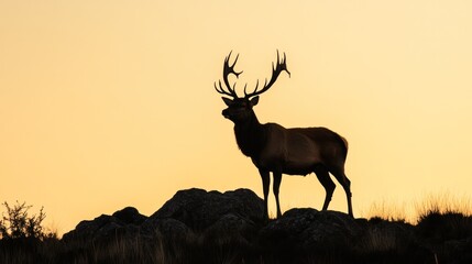 A striking silhouette of a majestic stag standing proudly on a hilltop during dusk, with the fading light casting an enchanting glow around it.