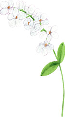 Handdrawn Watercolor Cute white bouquet flowers