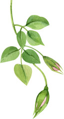 Handdrawn Watercolor Rosebud with stem and leaves