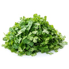 Obraz premium Coriander Leaves isolated on white background, close up
