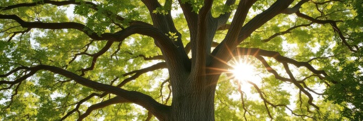 Obraz premium Old oak tree foliage glowing in morning light with sunlight filtering through the leaves, golden hour