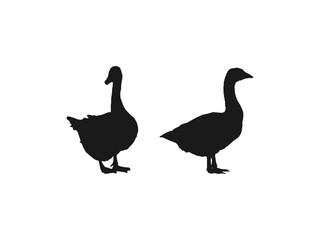 Obraz premium black duck, Collection of Goose silhouettes set. Goose Silhouette Vector Illustration Wildlife Clipart. Simple black and white flat design. Black icons isolated on white background.