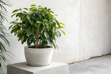 Fototapeta premium A potted plant with green leaves on a minimalist concrete platform