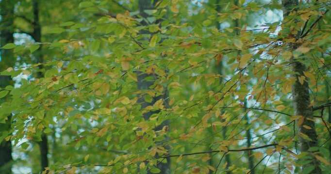 trees and branches adorned with vibrant yellow and green leaves. The camera pans slowly through the foliage, capturing the beauty and serenity of nature in a picturesque setting.