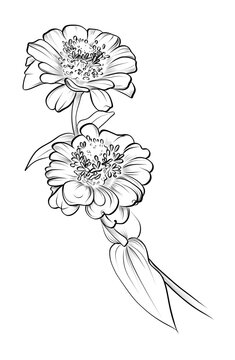 black and white hand-drawn drawing of a zinnia flower vector