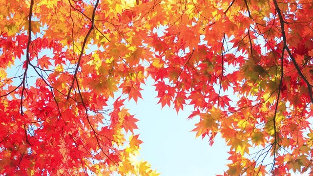 red maple leaves