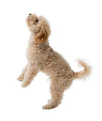 Happy Poodle standing on its hind legs