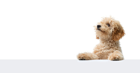 Cute Poodle and blank copy space