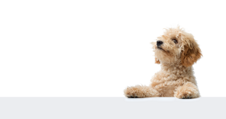 Cute Poodle and blank copy space