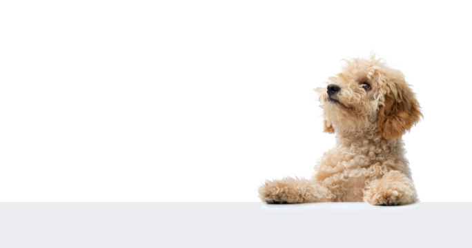 Cute Poodle and blank copy space