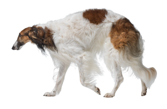 Portrait of a Borzoi walking