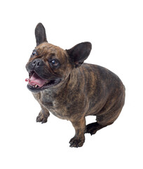 Lovely French Bulldog posing on white background