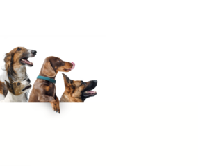 Group of different dogs showing a blank sign