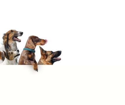 Group of different dogs showing a blank sign